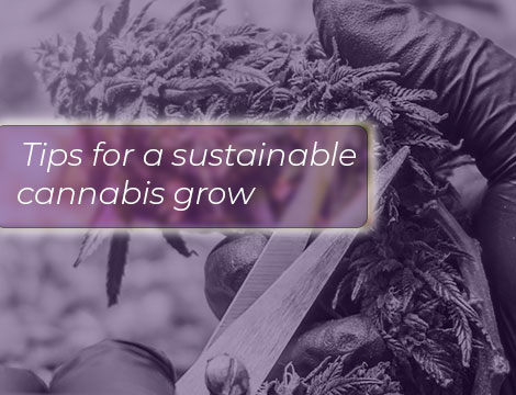 Tips for making a Cannabis grow sustainable